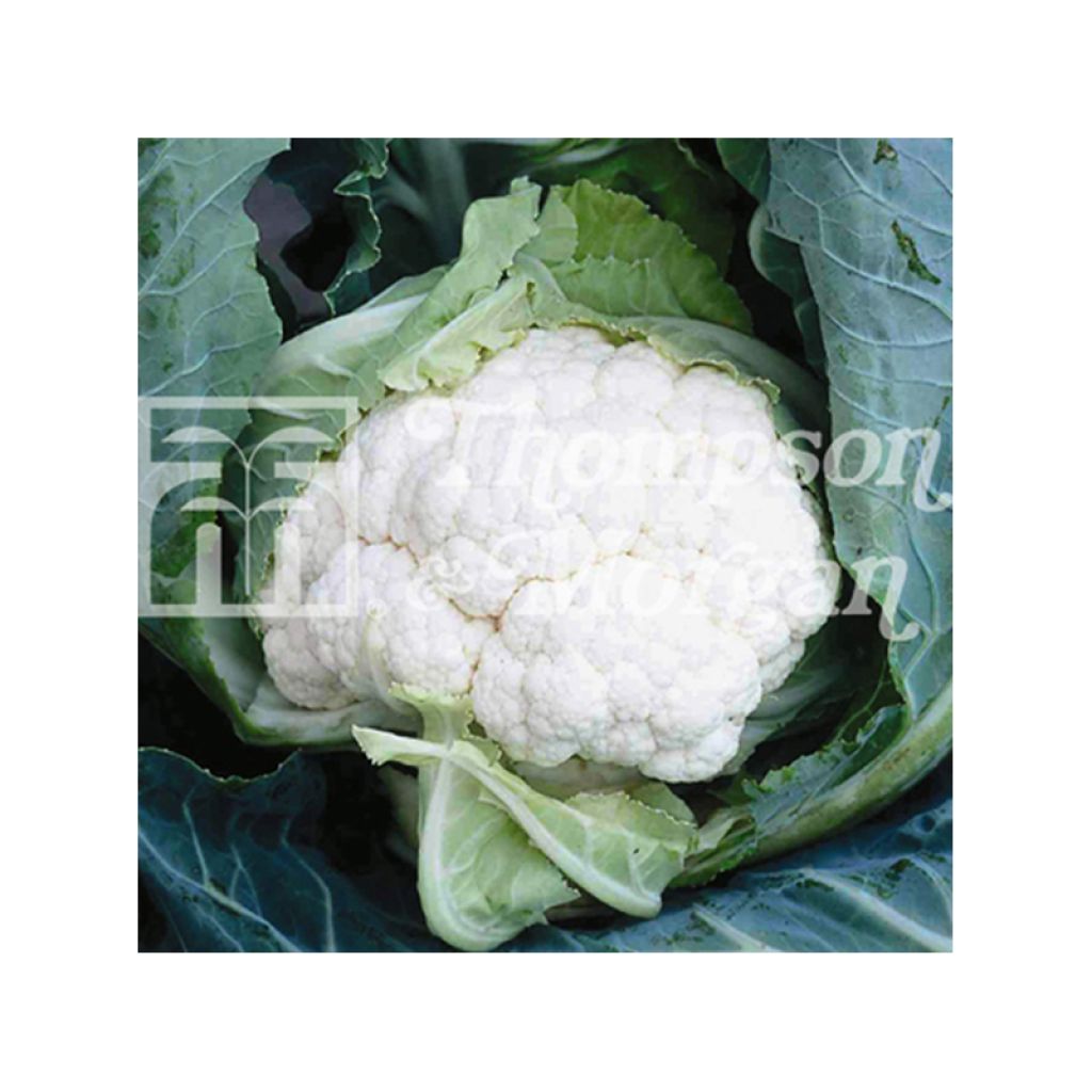 Blumenkohl Clapton F1