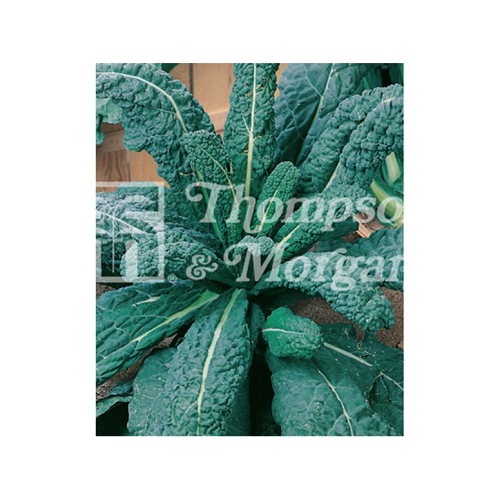 Grünkohl Il Cavolo Palmizio