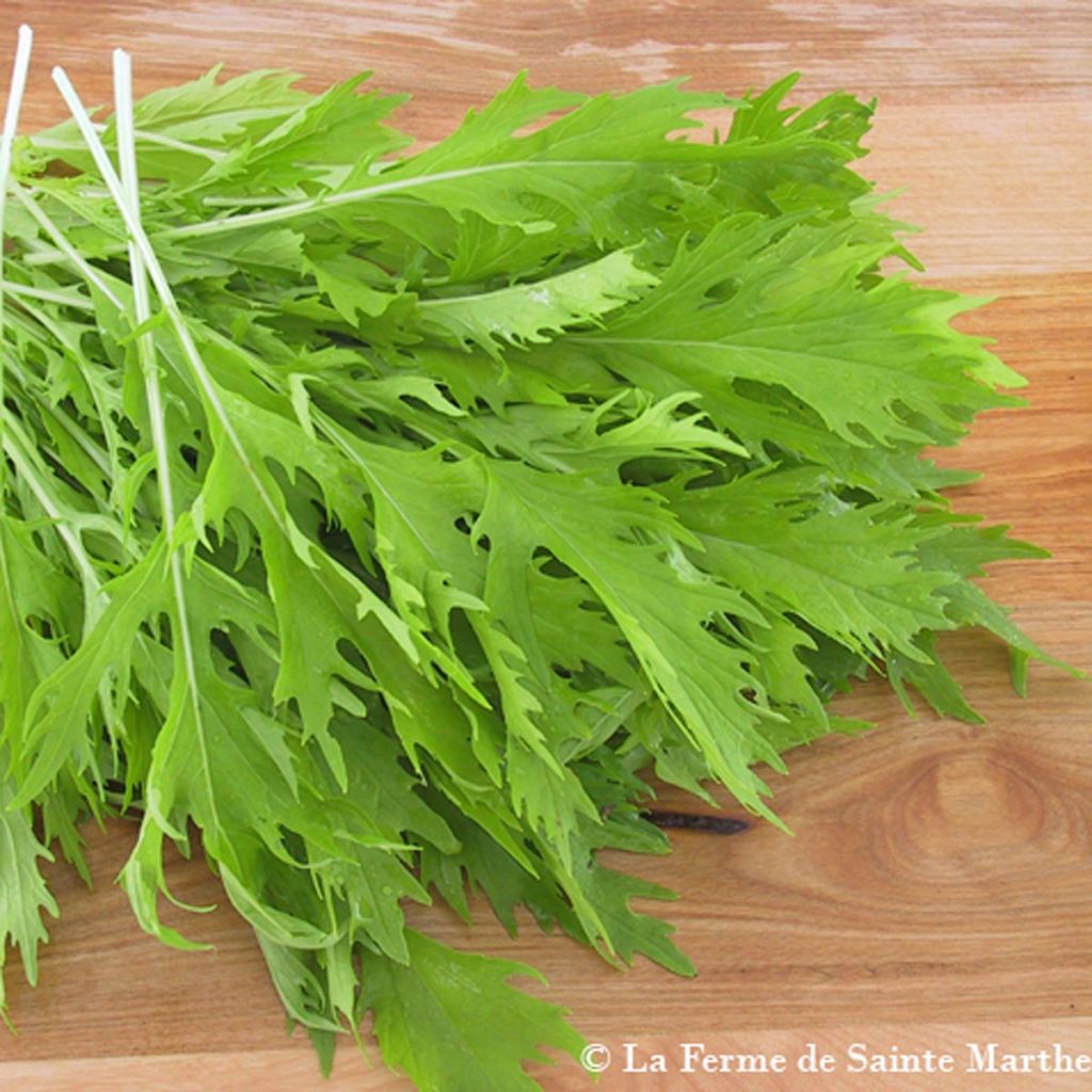 Japanischer Senfkohl Mizuna japonica Bio - Ferme de Sainte Marthe