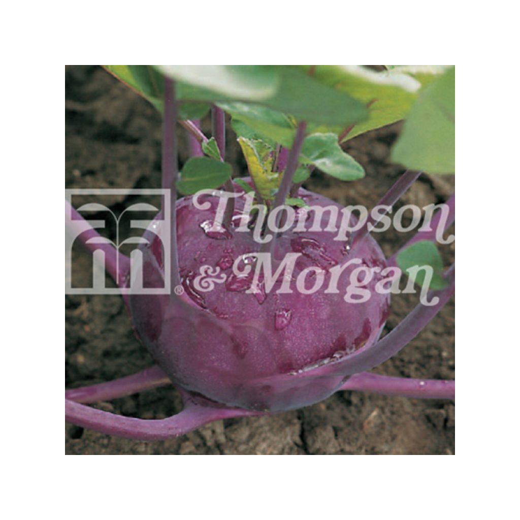 Kohlrabi Kolibri F1