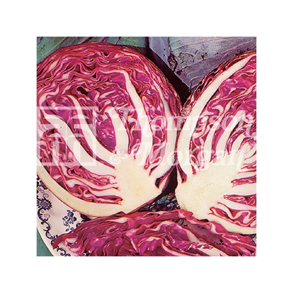 Rotkohl Ruby Ball F1