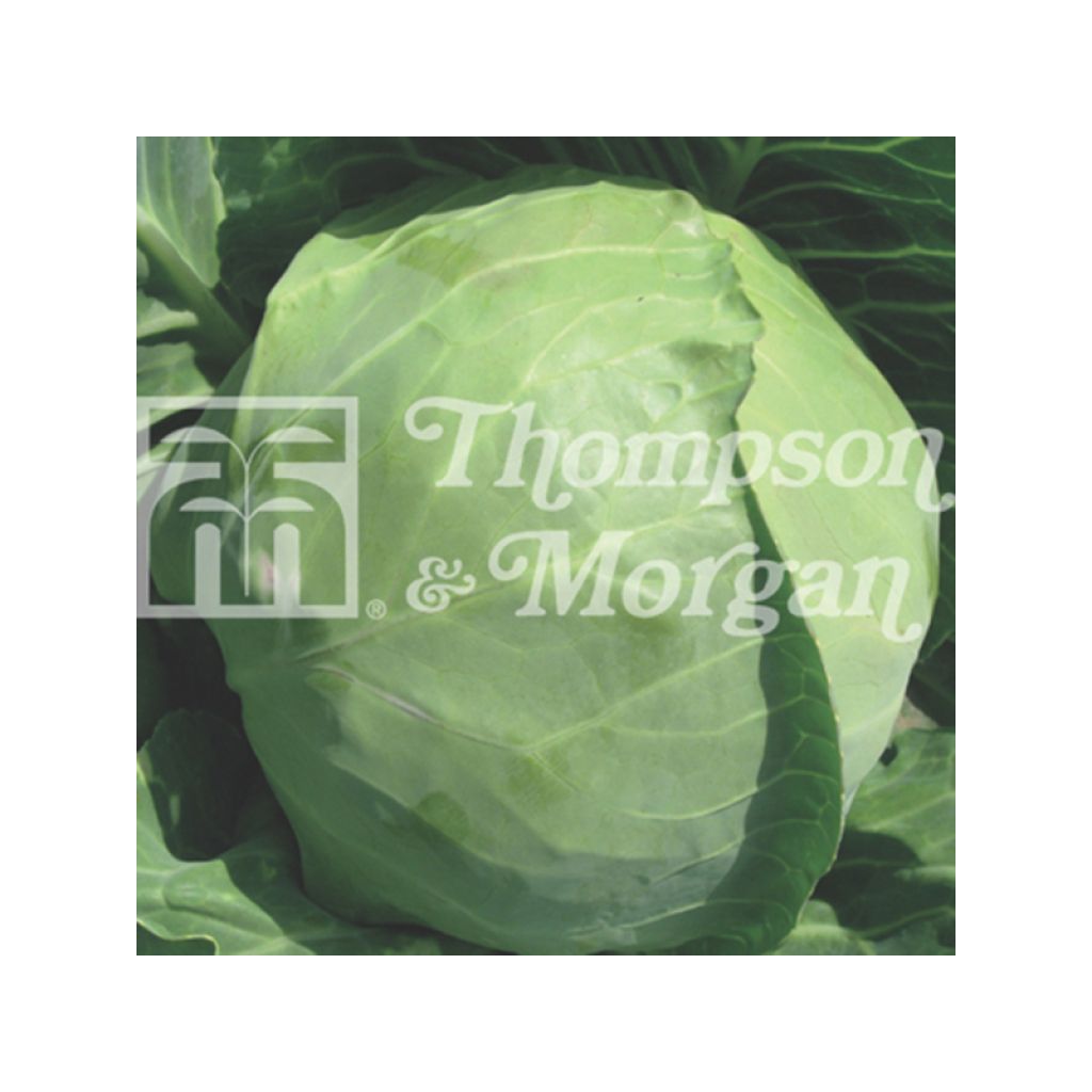 Kopfkohl Spring Hero F1