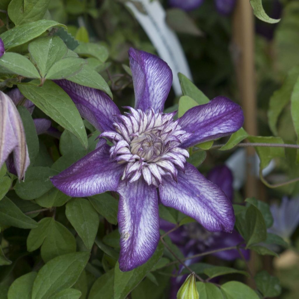 Clematis florida Cassis - Waldrebe
