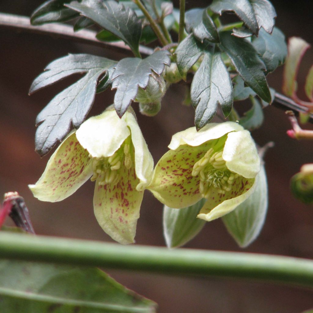 Clematis cirrhosa Balearica - Waldrebe