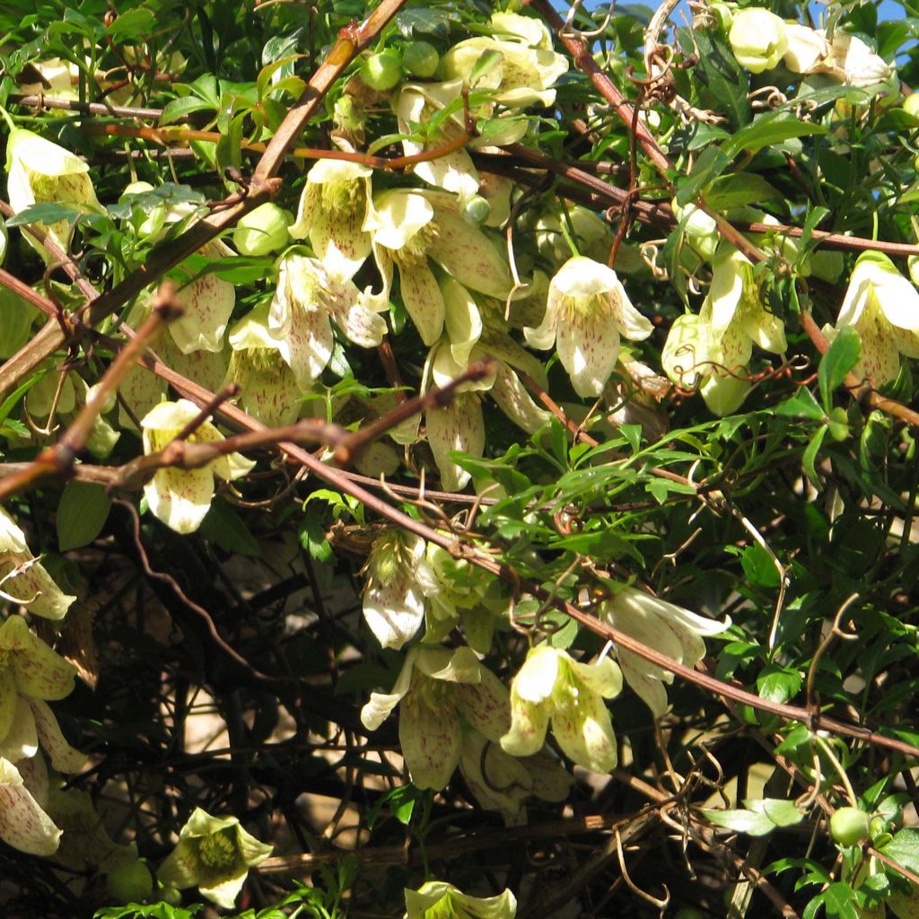 Clematis cirrhosa Balearica - Waldrebe