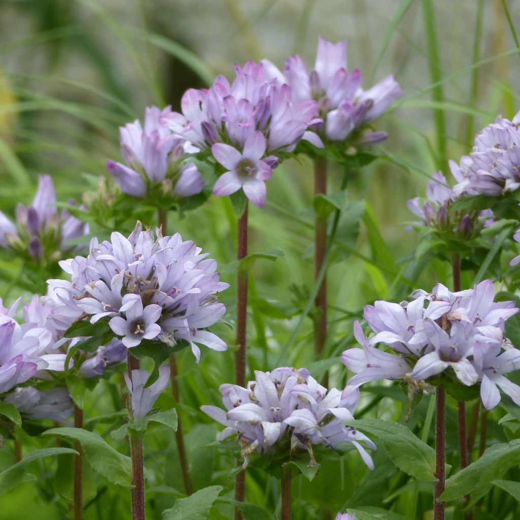 Campanula glomerata Caroline - Knäuel-Glockenblume