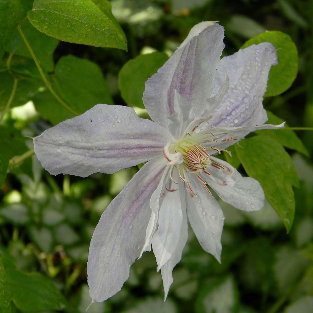 Clematis jackmanii Alba - Waldrebe