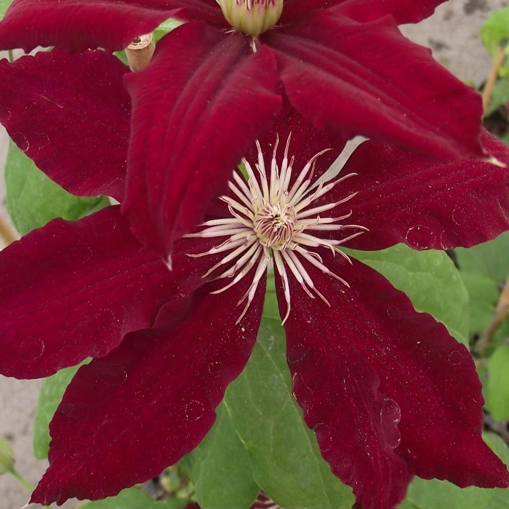 Waldrebe Rebecca - Clematis