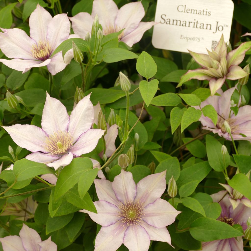 Waldrebe Samaritan Jo Evipo075 - Clematis