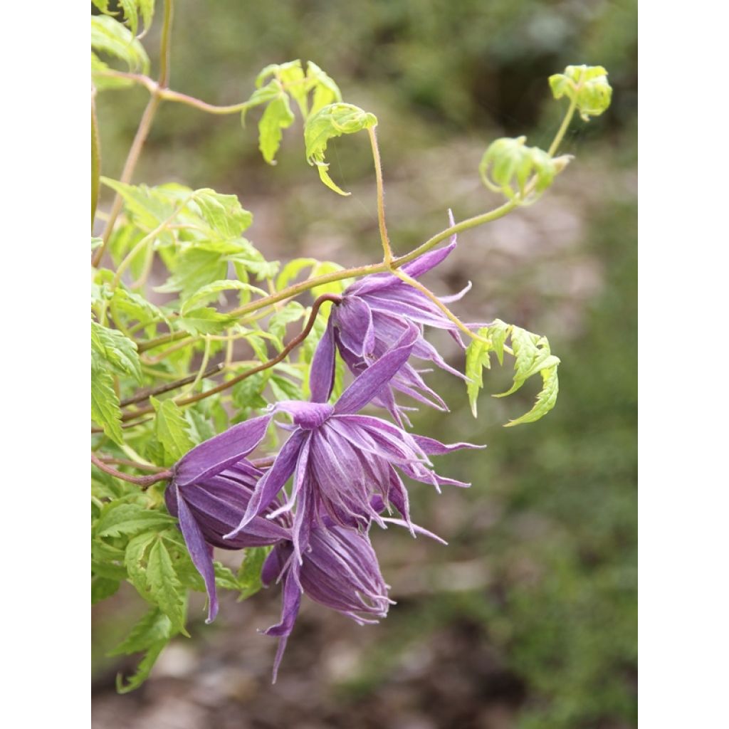 Waldrebe Eximia - Clematis