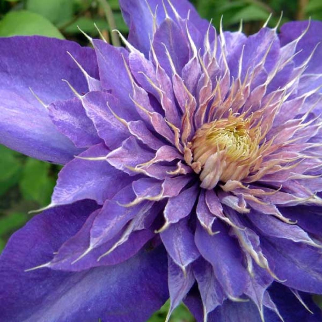 Waldrebe Multi Blue - Clematis
