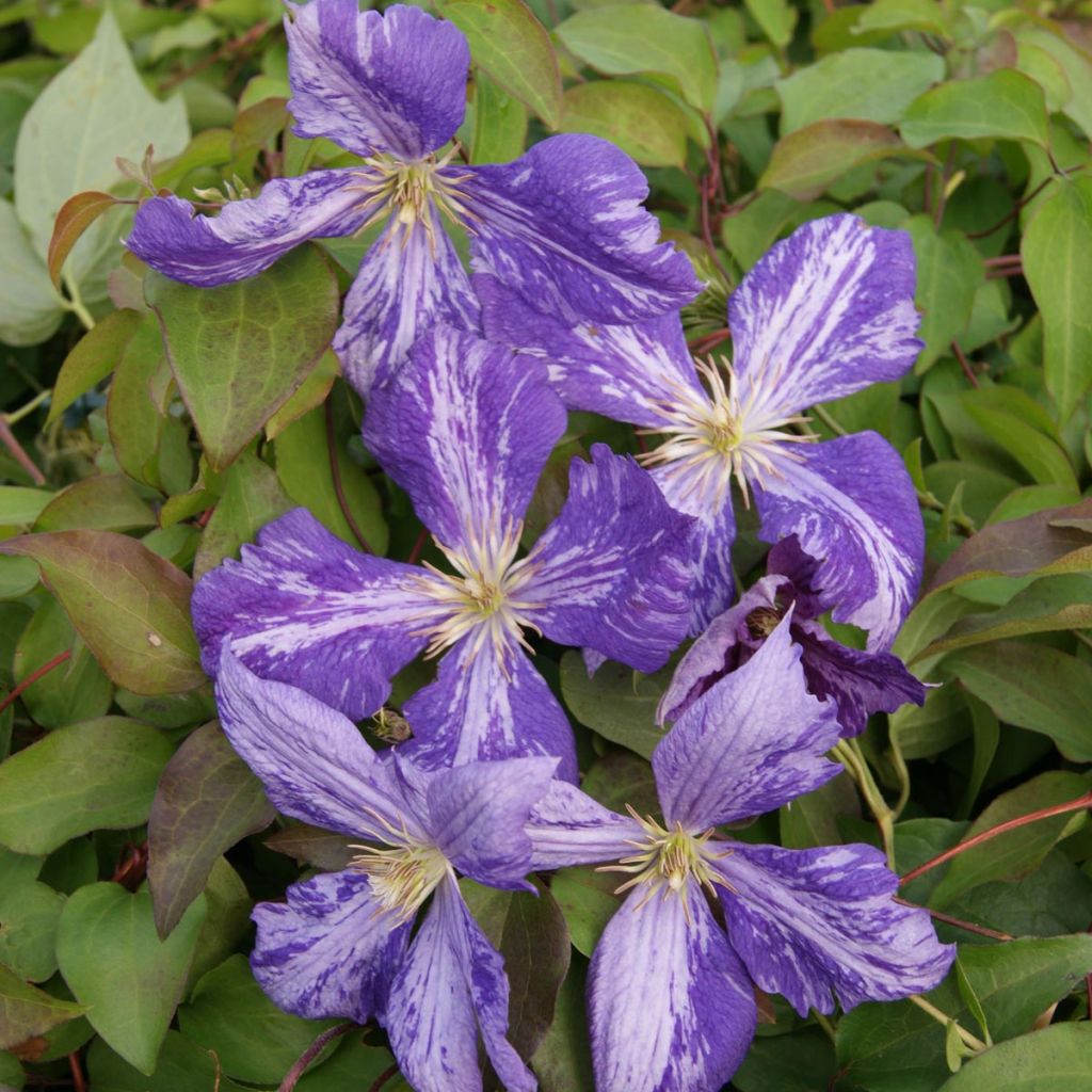 Clematis jackmanii Tie Dye - Waldrebe