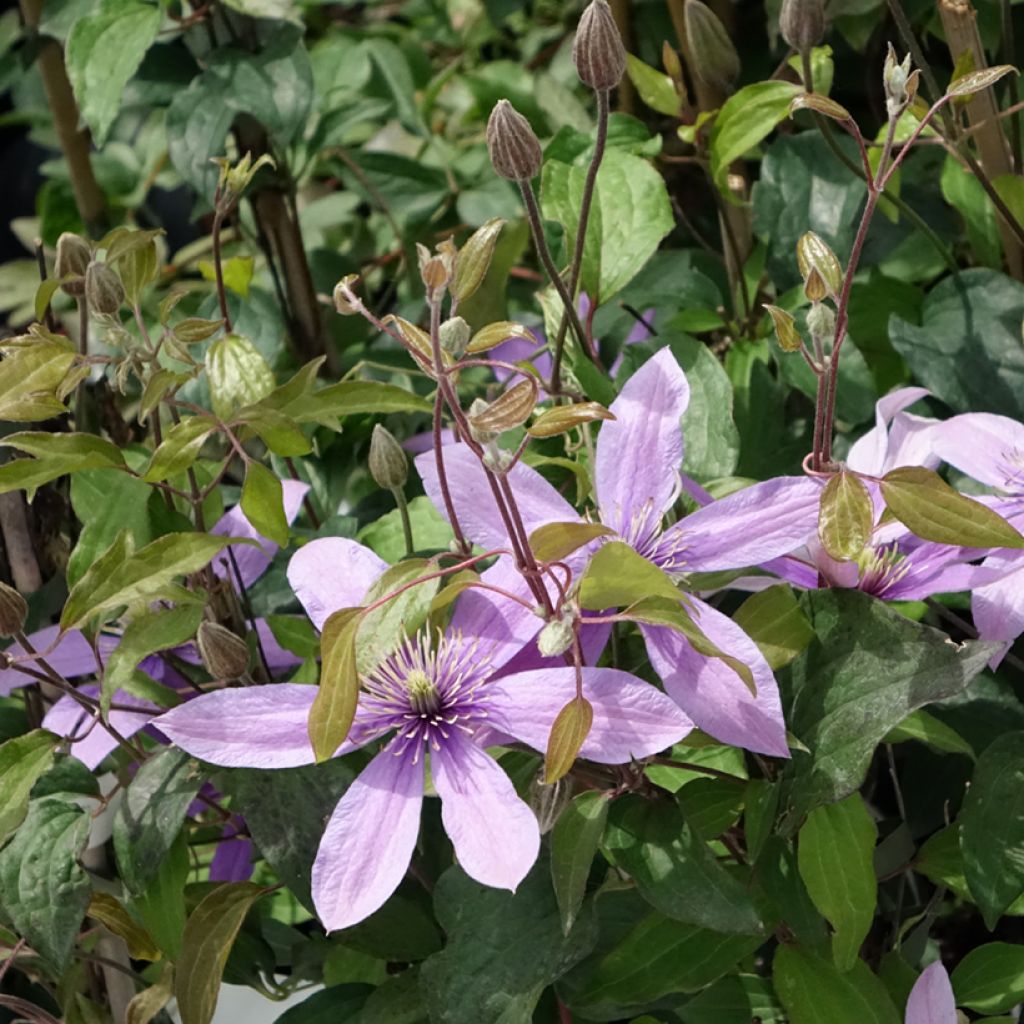 Waldrebe Stella Bella - Clematis