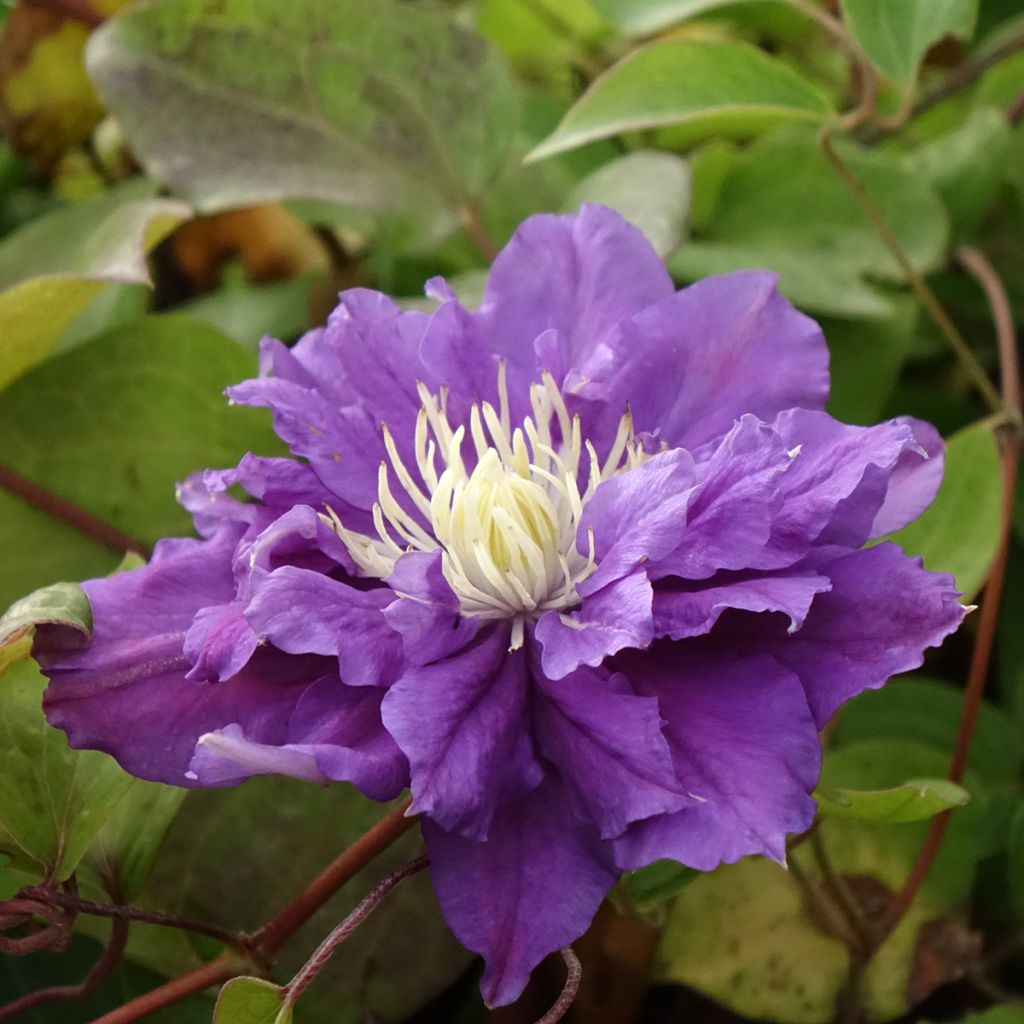 Waldrebe Kiri Te Kanawa - Clematis