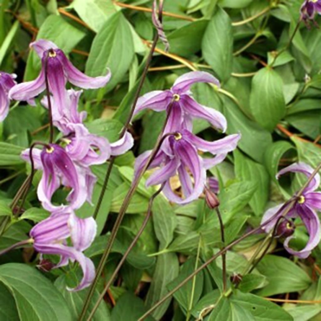 Clematis integrifolia Rosea - Stauden-Waldrebe