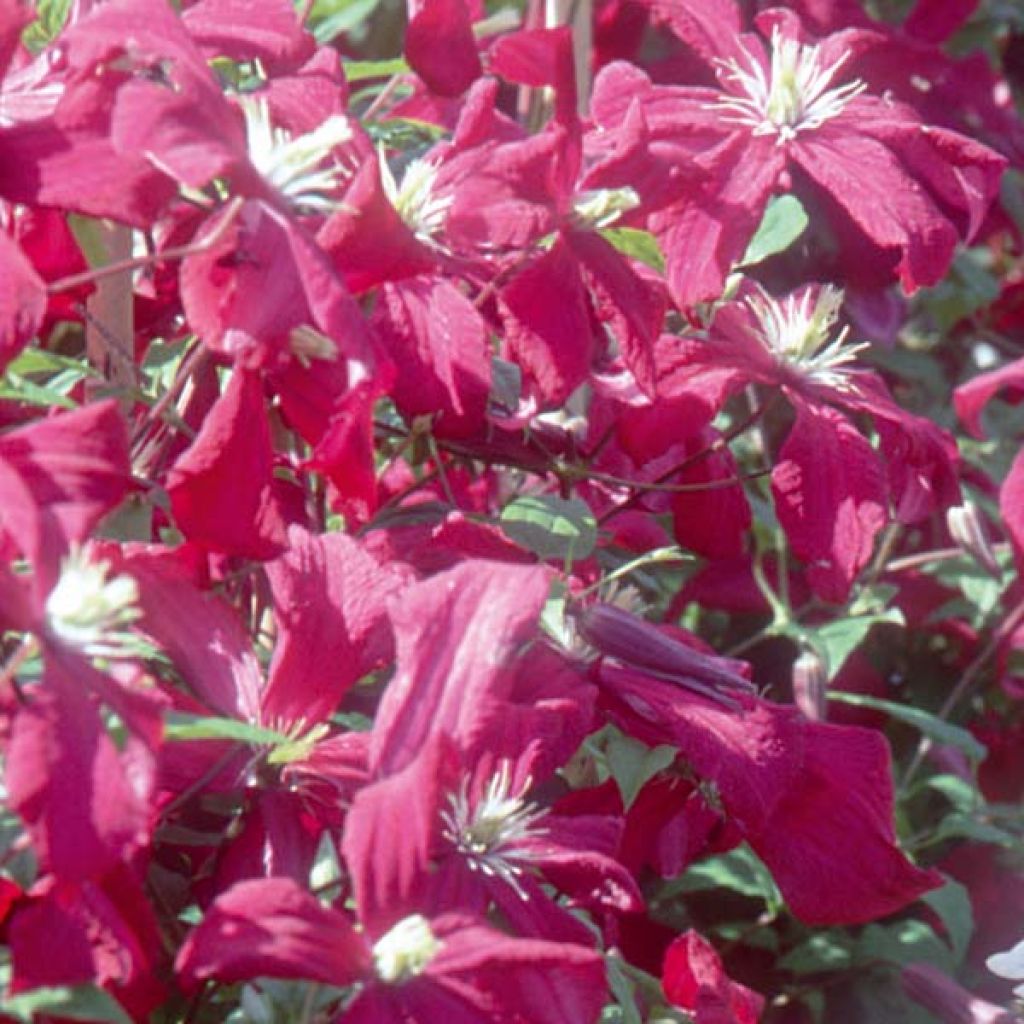 Clematis viticella Mme Julia Correvon - Waldrebe