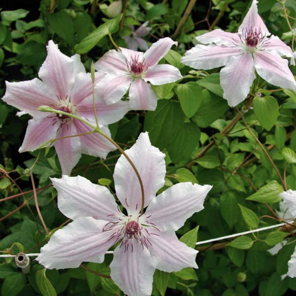 Waldrebe Parasol - Clematis