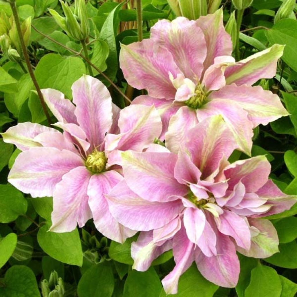 Waldrebe Prinsesse Alexandra - Clematis