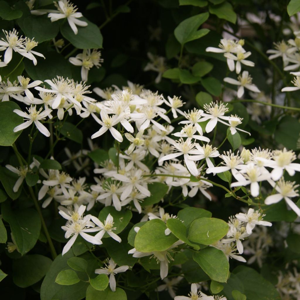 Clematis flammula terniflora - Waldrebe