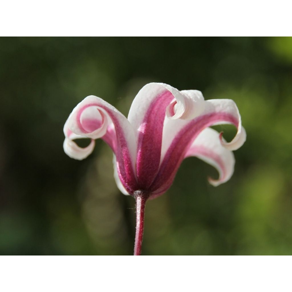 Clematis texensis Princess Kate - Texas-Waldrebe