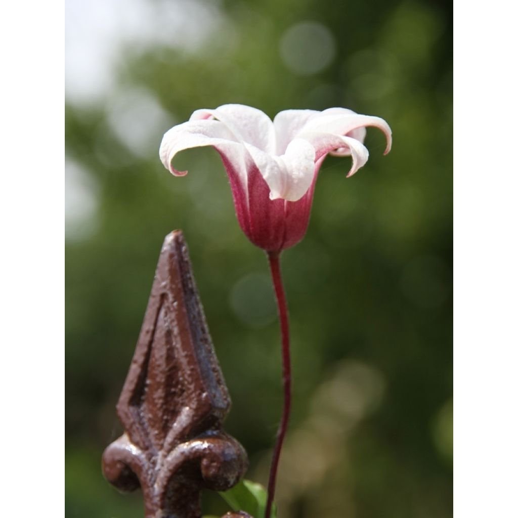 Clematis texensis Princess Kate - Texas-Waldrebe