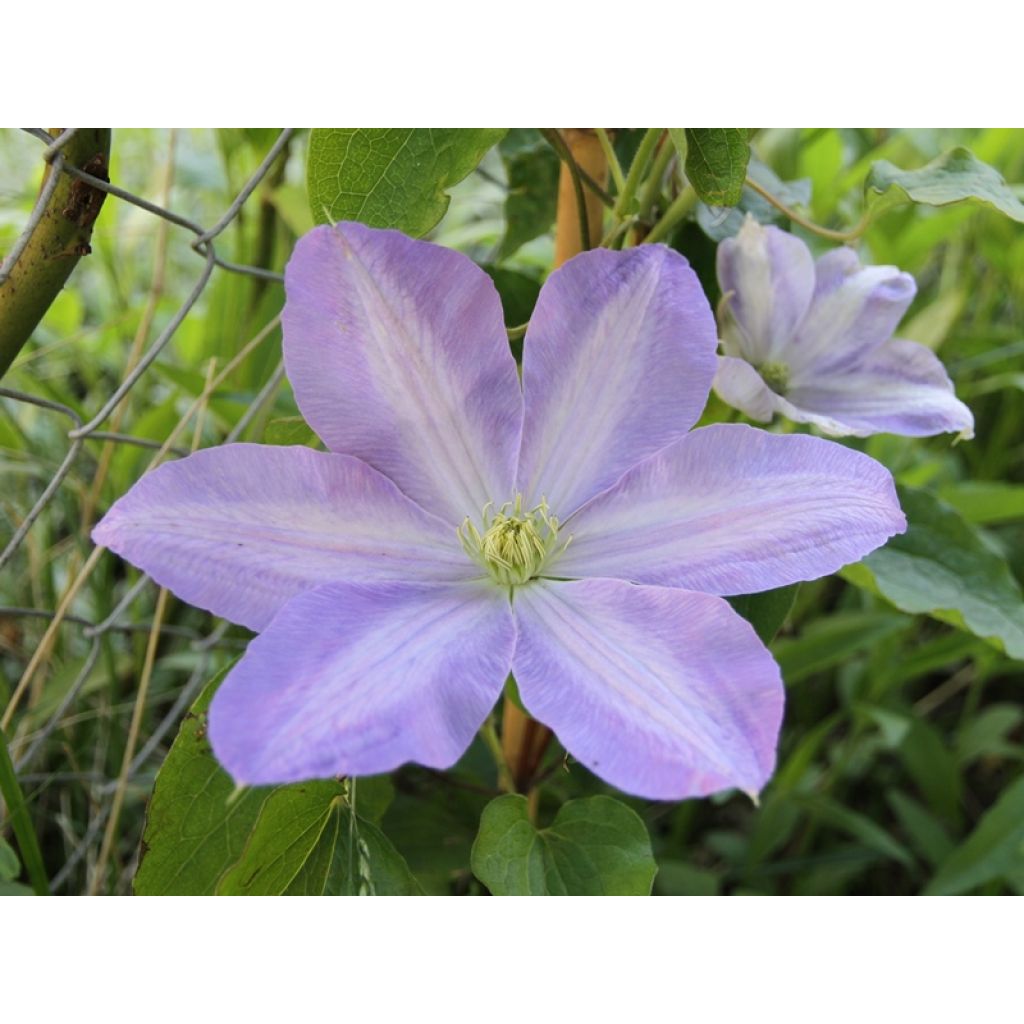 Waldrebe SUCCESS Lavender - Clematis
