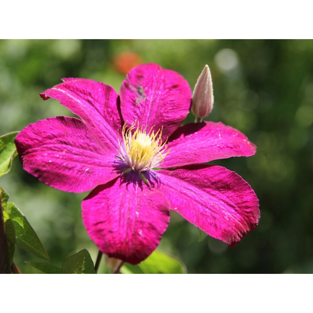 Waldrebe Ville de Lyon - Clematis