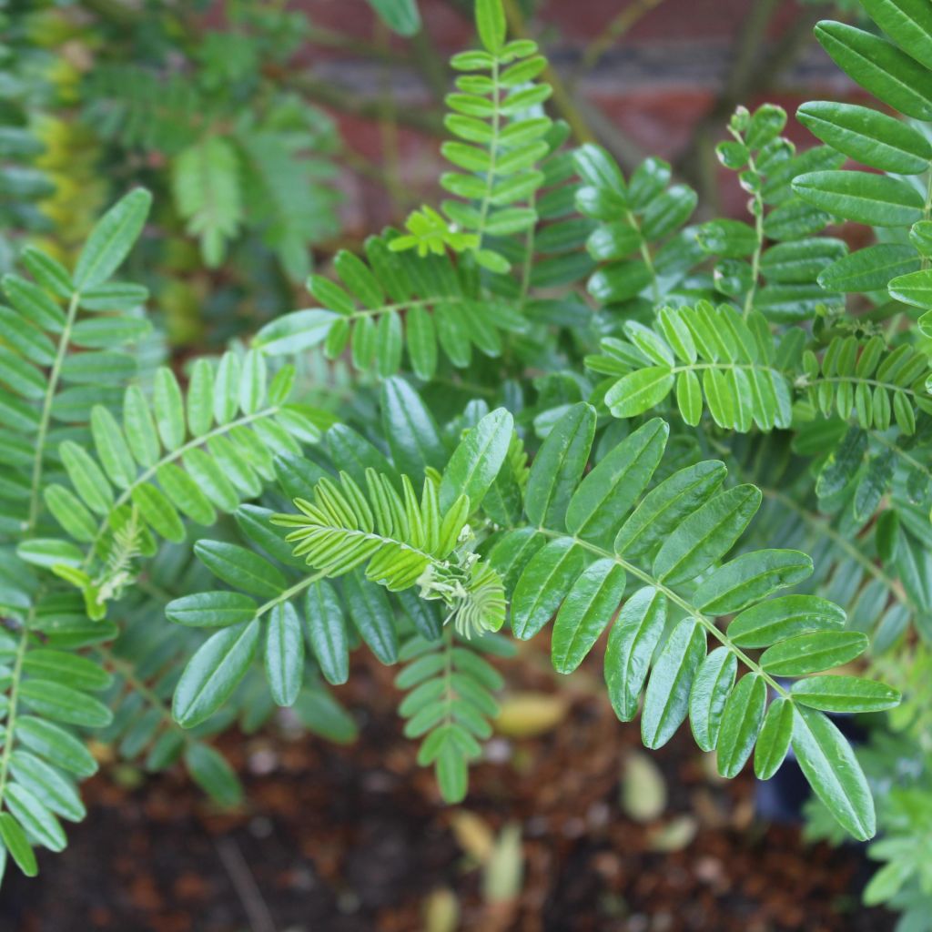 Clianthus puniceus Kaka King - Ruhmesblume