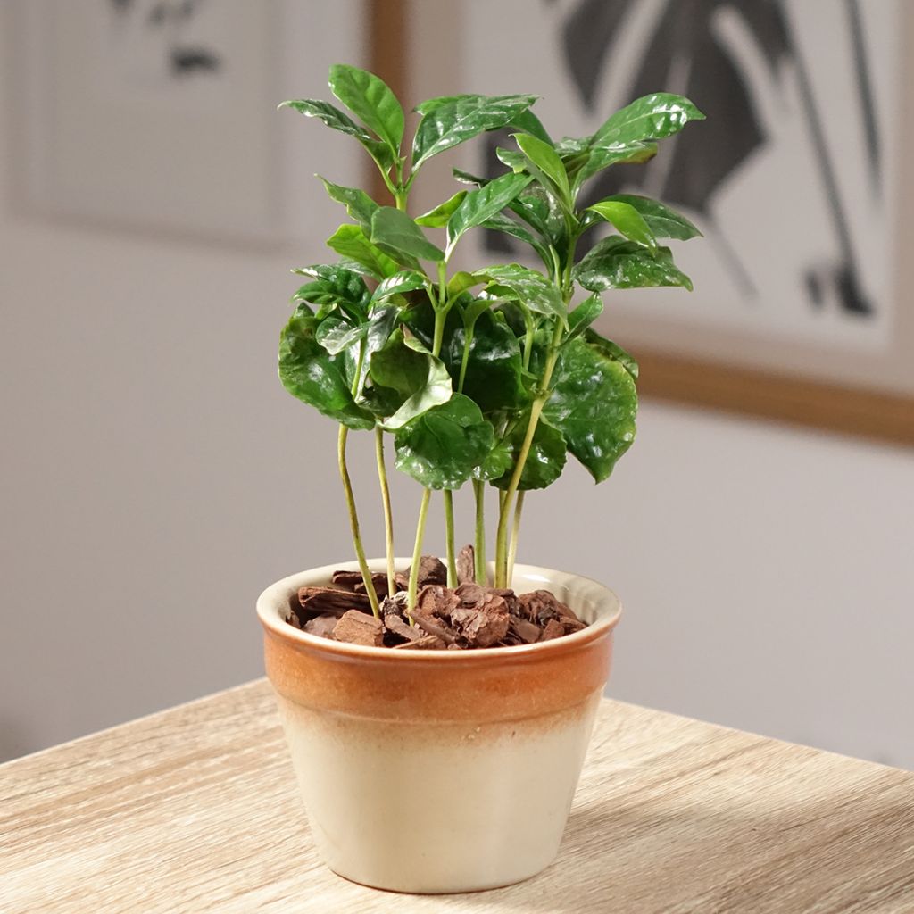 Kaffeestrauch - Coffea arabica