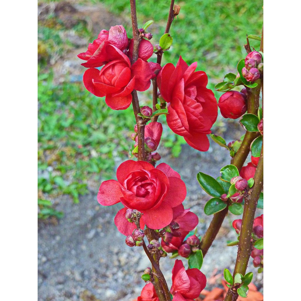 Zierquitte Scarlet Storm - Chaenomeles speciosa