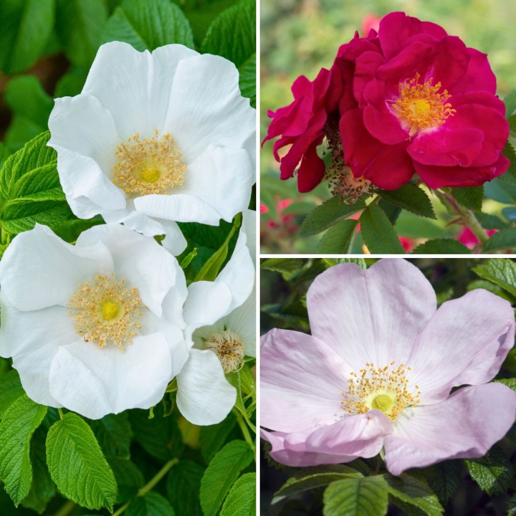 Apfelrosen Sammlung - Rosa rugosa