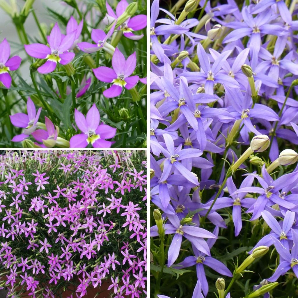 Kollektion 3 Schein-Lobelien oder Isotoma