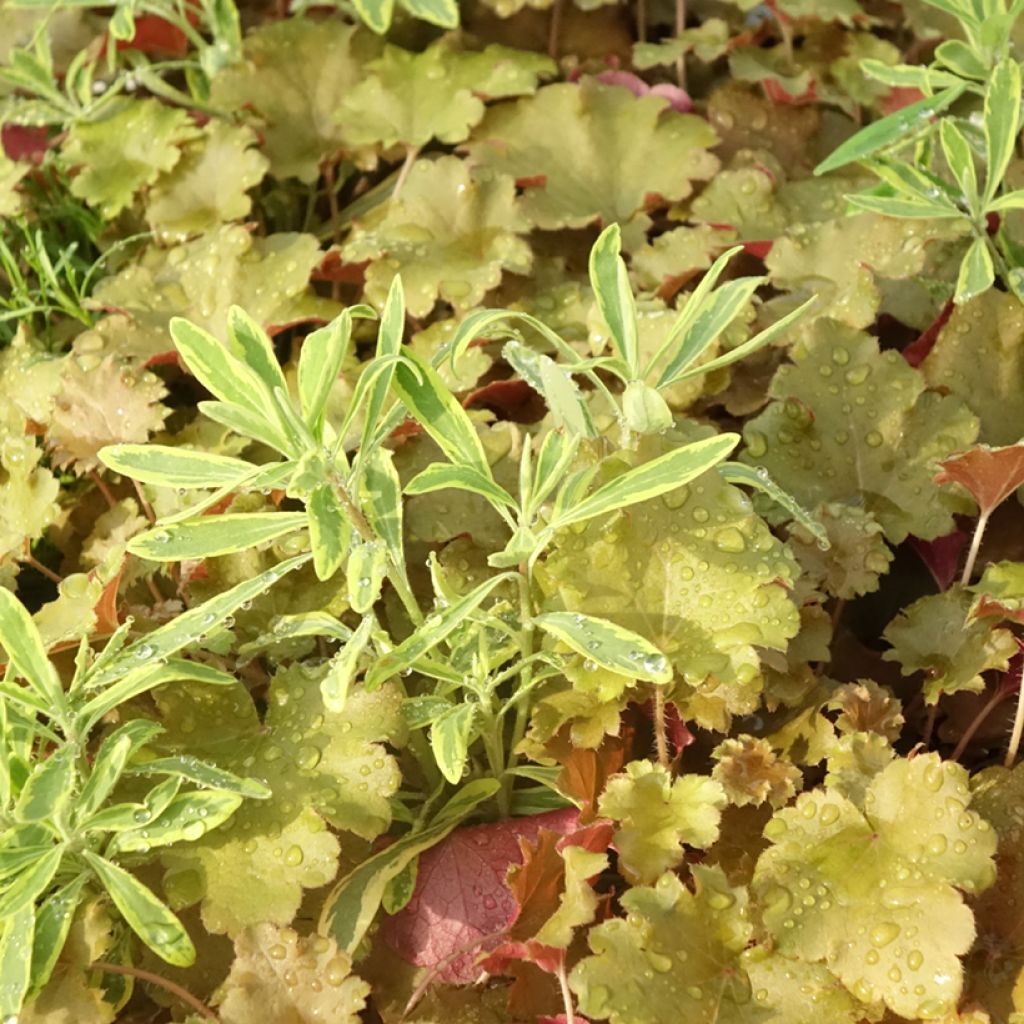 Zusammensetzung Hidden Treasure - eine Komposition aus 3 Pflanzen