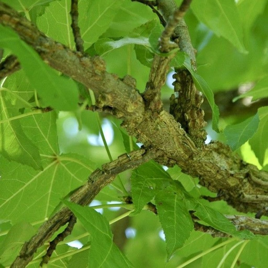 Liquidambar styraciflua Palo Alto - Amberbaum