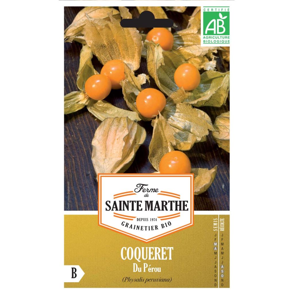 Andenbeere - Physalis edulis