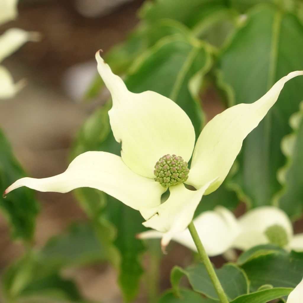 Japanischer Blumen-Hartriegel Big Apple - Cornus kousa