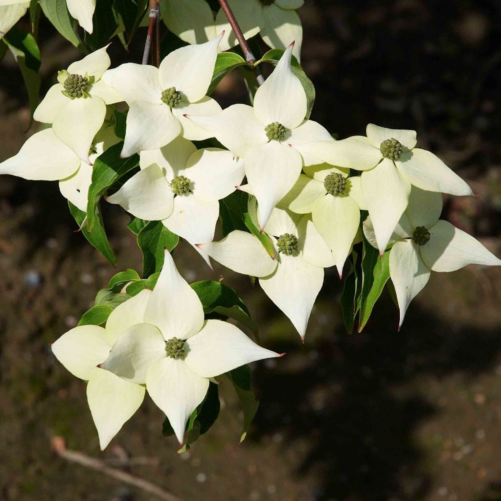 Japanischer Blumen-Hartriegel Milky Way - Cornus kousa