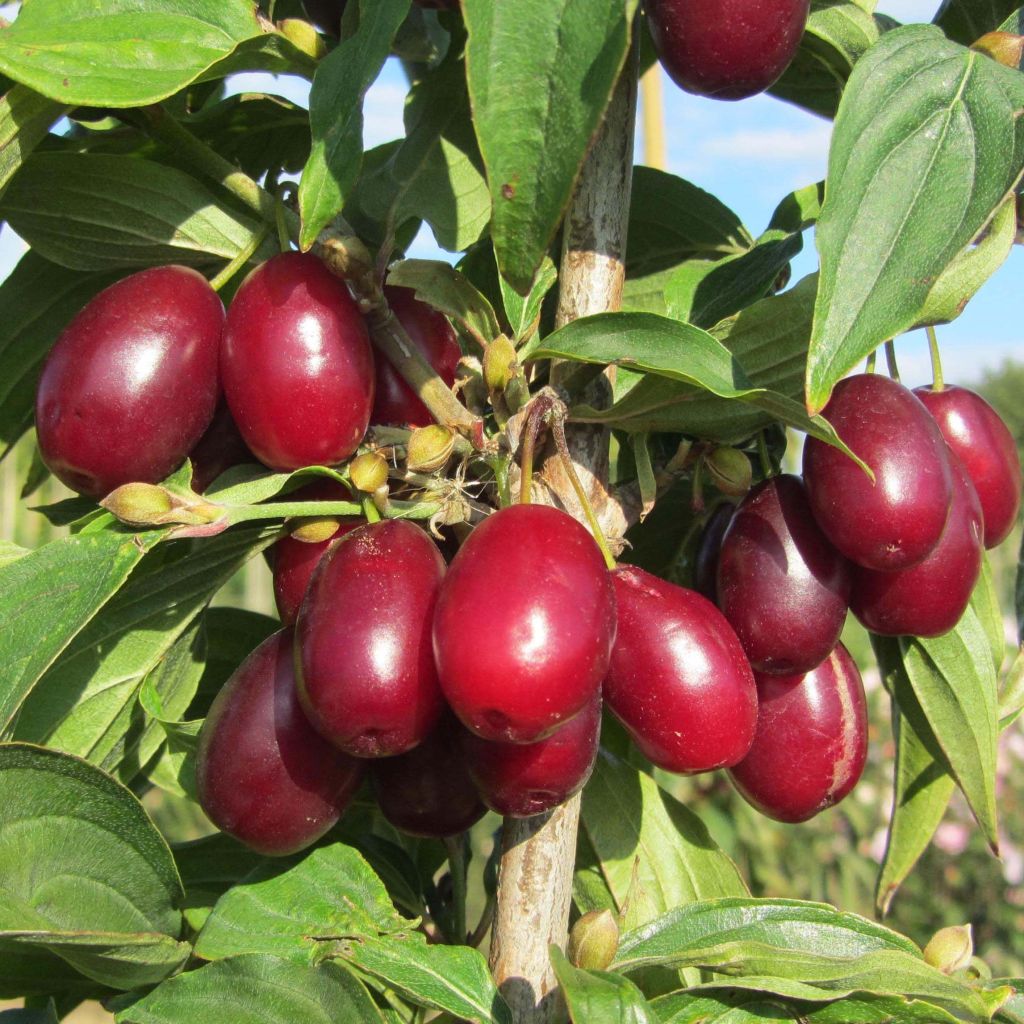 Kornelkirsche Jolico - Cornus mas