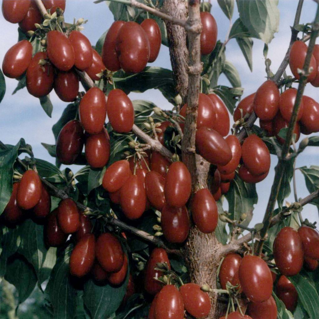 Kornelkirsche Jolico - Cornus mas