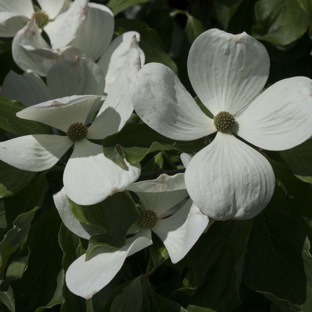 Japanischer Blumen-Hartriegel Venus - Cornus kousa