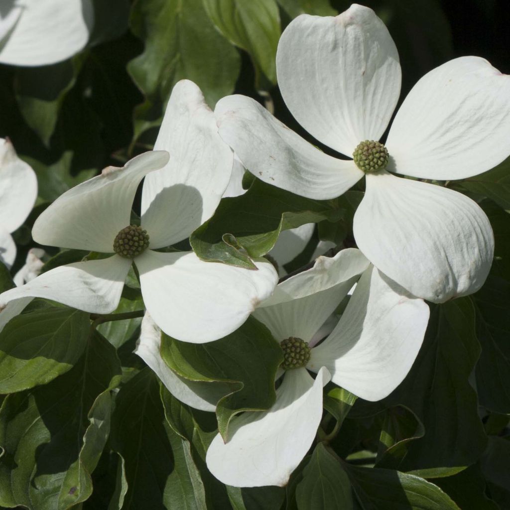 Japanischer Blumen-Hartriegel Venus - Cornus kousa