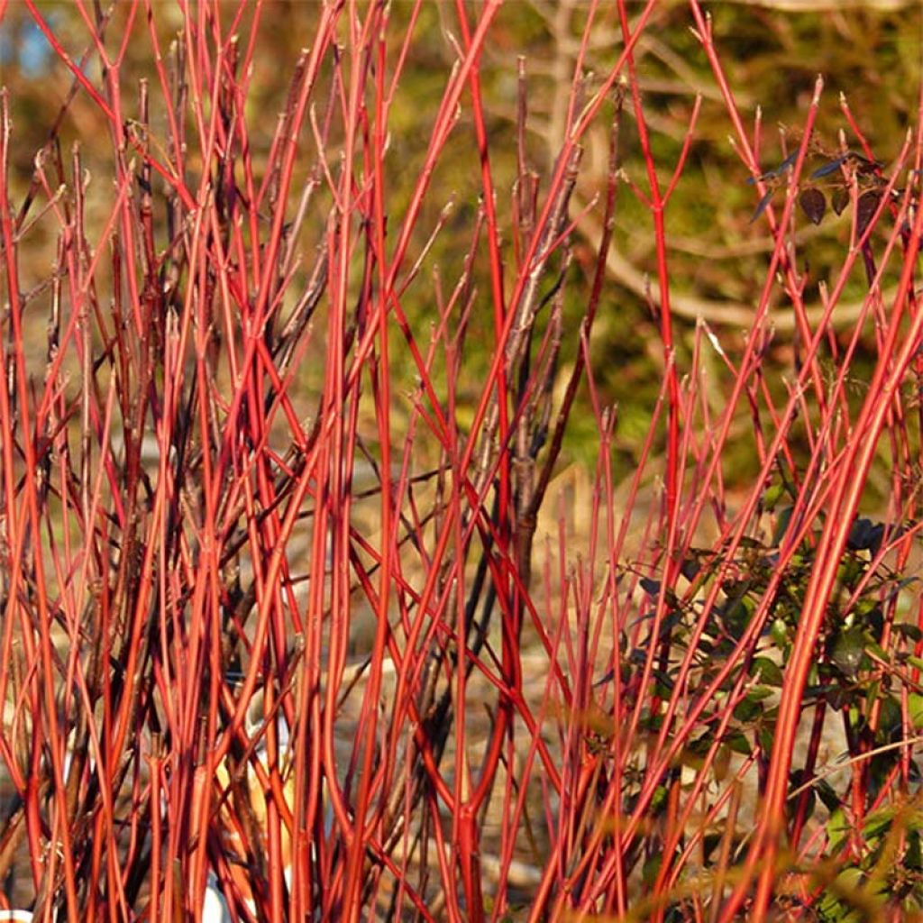Seidige Hartriegel Cardinal - Cornus sericea