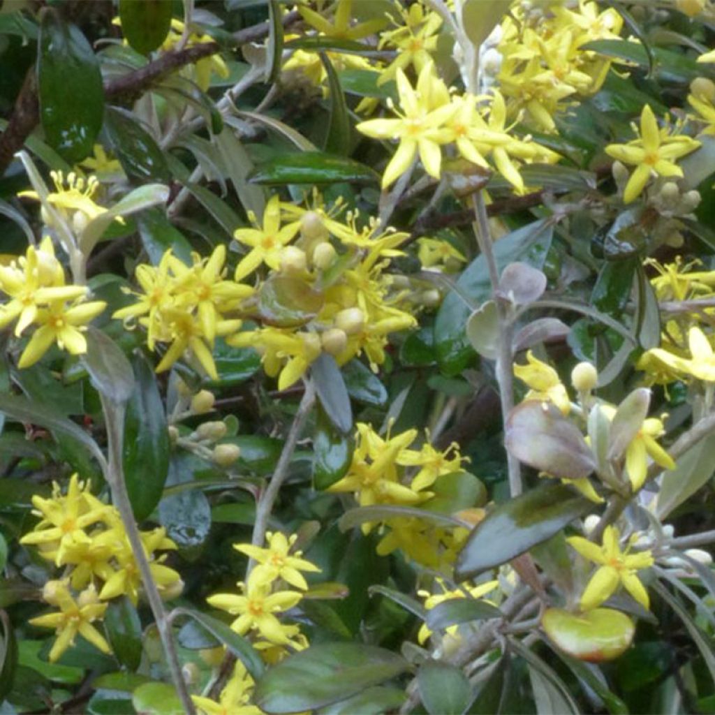 Corokia x virgata Frosted chocolate - Zickzackstrauch