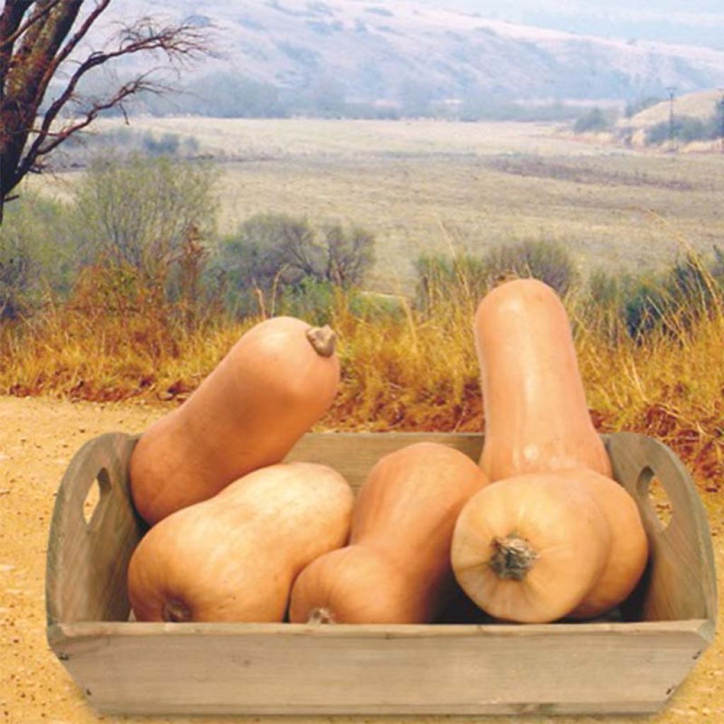 Moschus-Kürbis Waltham Butternut