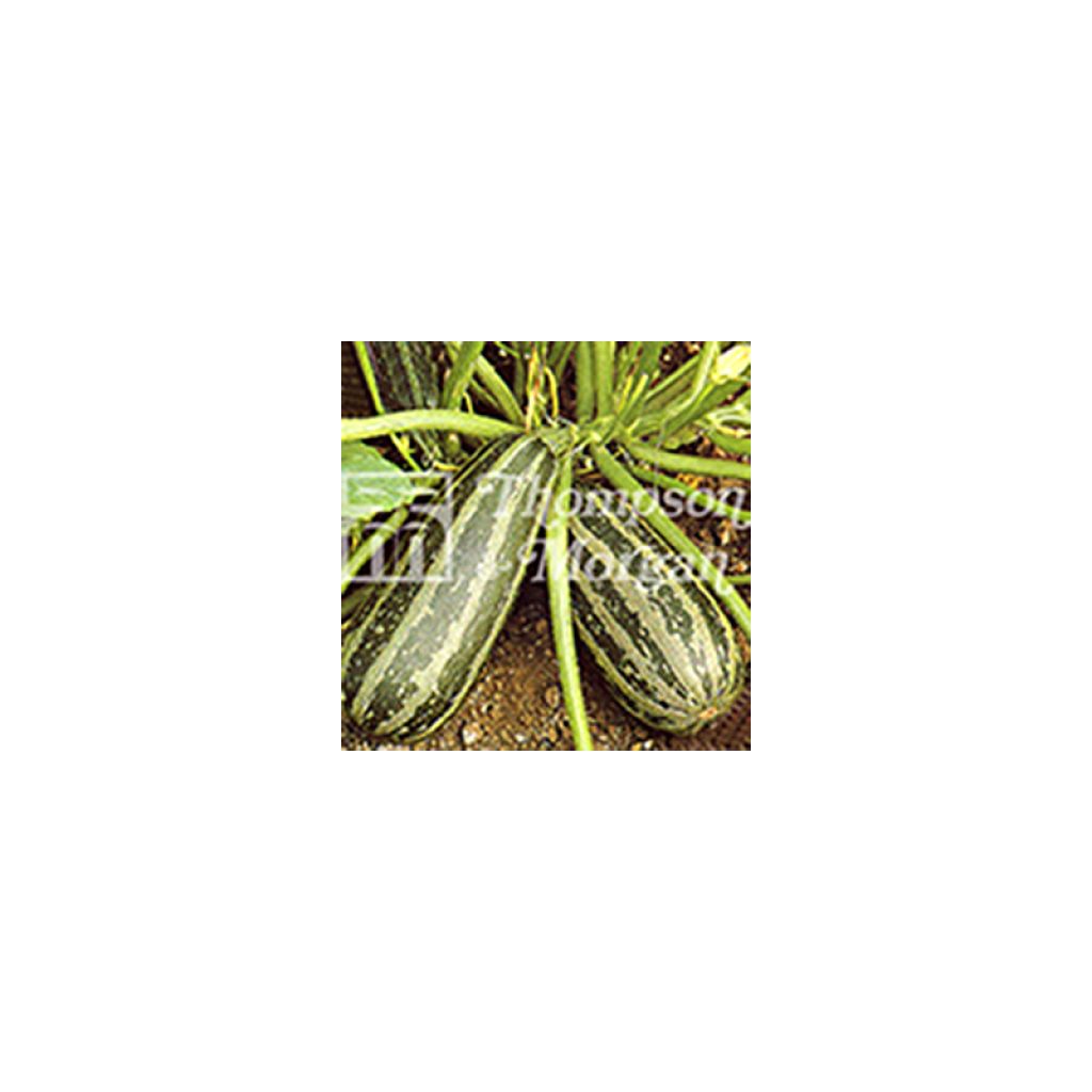 Garten-Kürbis Green Bush 4