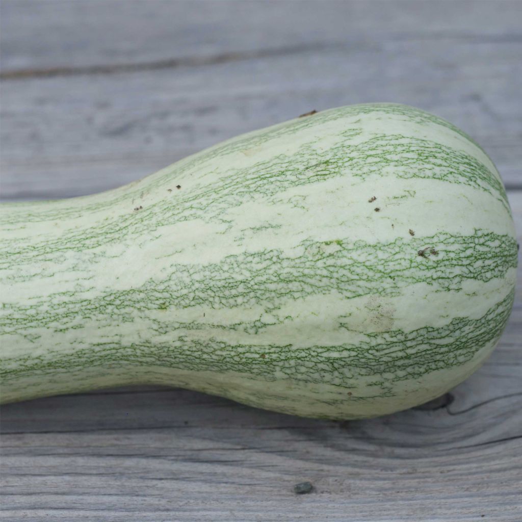 Kürbis Striped Cushaw Bio - Ferme de Sainte Marthe