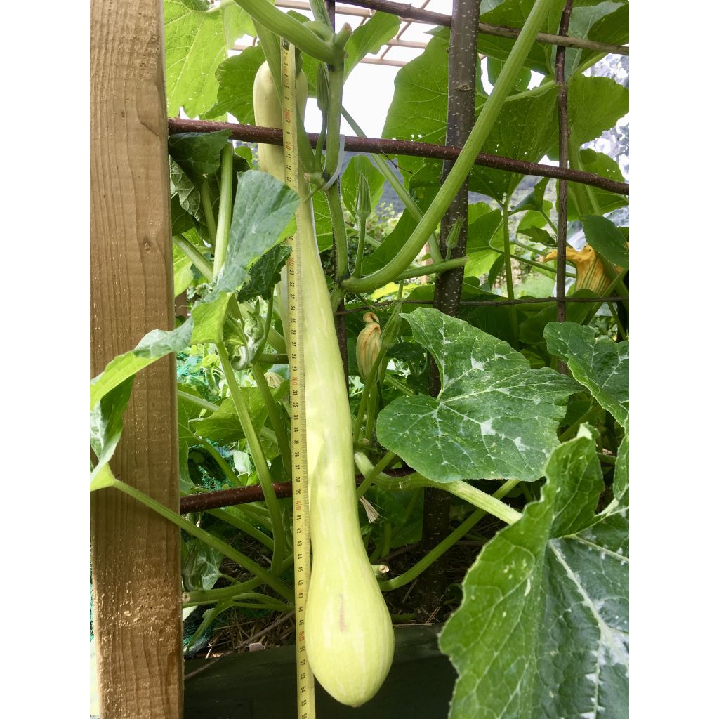 Moschus-Kürbis Trompette d'Albenga