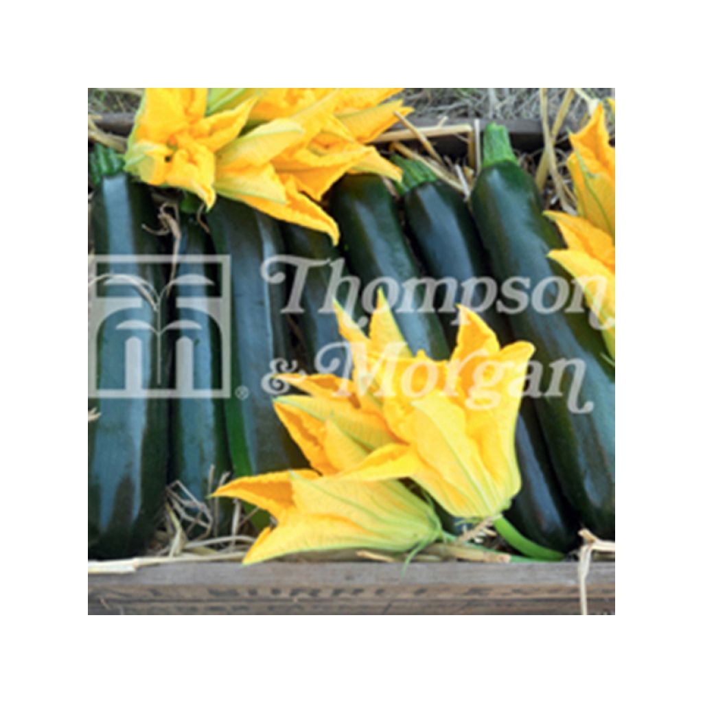 Garten-Kürbis British Summertime F1