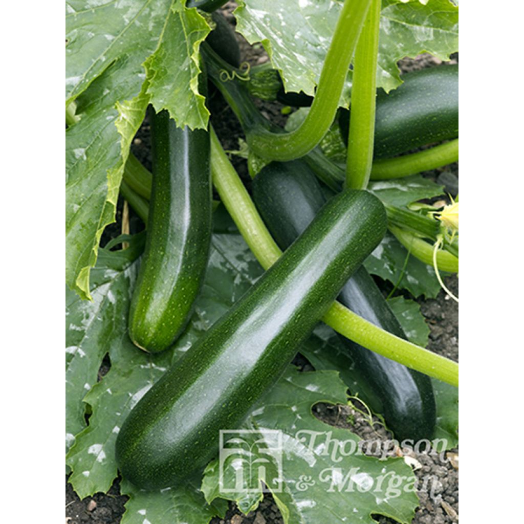 Garten-Kürbis Firenze