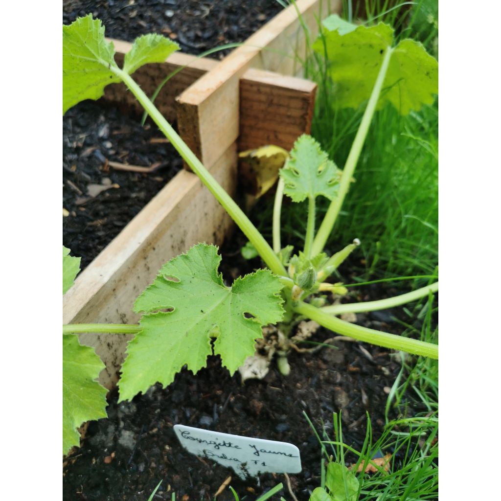 Garten-Kürbis Orelia F1